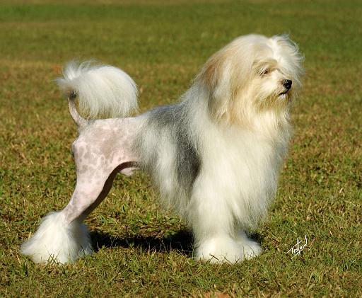 Lowchen 9L49D-11.JPG